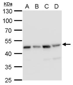 Invitrogen MEK2 Monoclonal Antibody (GT3522) 100 &mu;L; Unconjugated:Antibodies,