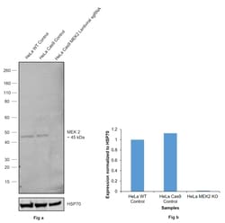Invitrogen MEK2 Monoclonal Antibody (GT3522) 100 &mu;L; Unconjugated:Antibodies,