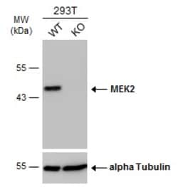 Invitrogen MEK2 Monoclonal Antibody (GT3522) 100 &mu;L; Unconjugated:Antibodies,
