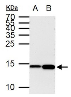 Invitrogen H3K9ac Monoclonal Antibody (GT464) 100 &mu;L; Unconjugated:Antibodies,