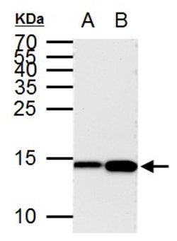 Invitrogen H3K9ac Monoclonal Antibody (GT464) 100 &mu;L; Unconjugated:Antibodies,