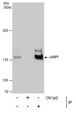 Invitrogen USP7 Monoclonal Antibody (GT481) 100 &mu;L; Unconjugated:Antibodies,