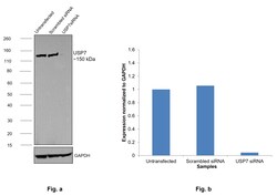 Invitrogen USP7 Monoclonal Antibody (GT481) 100 &mu;L; Unconjugated:Antibodies,