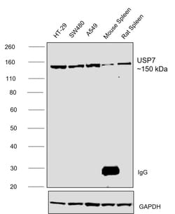 Invitrogen USP7 Monoclonal Antibody (GT481) 100 &mu;L; Unconjugated:Antibodies,