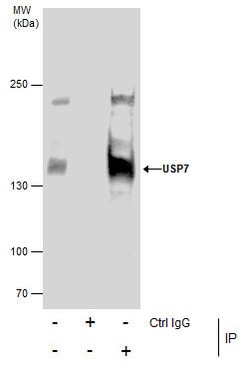 Invitrogen USP7 Monoclonal Antibody (GT6512) 100 &mu;L; Unconjugated:Antibodies,