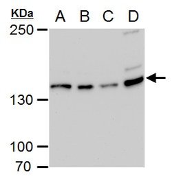 Invitrogen USP7 Monoclonal Antibody (GT6512) 100 &mu;L; Unconjugated:Antibodies,