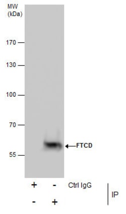 Invitrogen Golgi protein 58k Monoclonal Antibody (GT575) 100 &mu;L; Unconjugated:Antibodies,