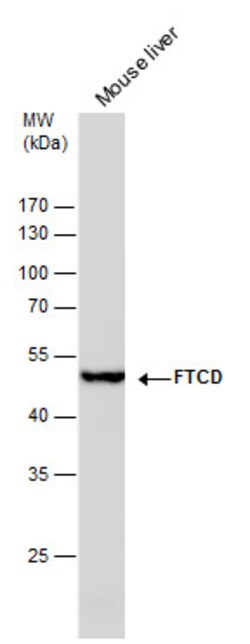 Invitrogen Golgi protein 58k Monoclonal Antibody (GT575) 100 &mu;L; Unconjugated:Antibodies,