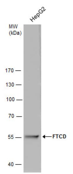 Invitrogen Golgi protein 58k Monoclonal Antibody (GT575) 100 &mu;L; Unconjugated:Antibodies,