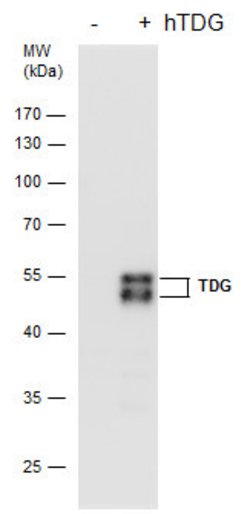 Invitrogen TDG Monoclonal Antibody (GT622) 100 &mu;L; Unconjugated:Antibodies,