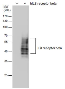 Invitrogen CXCR2 Monoclonal Antibody (GT547) 100 &mu;L; Unconjugated:Antibodies,