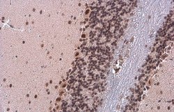 Invitrogen TDG Monoclonal Antibody (GT311) 100 &mu;L; Unconjugated:Antibodies,