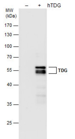 Invitrogen TDG Monoclonal Antibody (GT311) 100 &mu;L; Unconjugated:Antibodies,