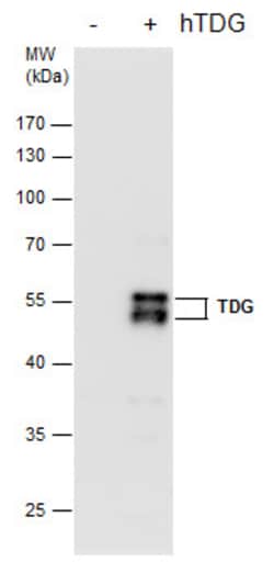 Invitrogen TDG Monoclonal Antibody (GT1511) 100 &mu;L; Unconjugated:Antibodies,