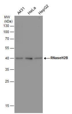 Invitrogen RNaseH2B Monoclonal Antibody (GT479) 100 &mu;L; Unconjugated:Antibodies,