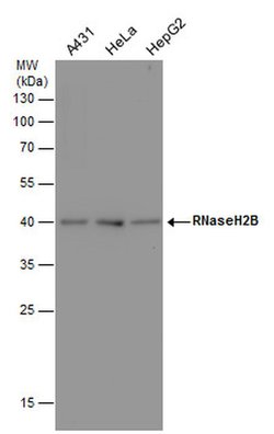 Invitrogen RNaseH2B Monoclonal Antibody (GT479) 100 &mu;L; Unconjugated:Antibodies,
