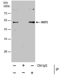 Invitrogen NUF2 Monoclonal Antibody (GT644) 100 &mu;L; Unconjugated:Antibodies,