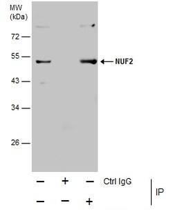 Invitrogen NUF2 Monoclonal Antibody (GT644) 100 &mu;L; Unconjugated:Antibodies,