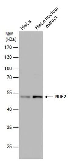 Invitrogen NUF2 Monoclonal Antibody (GT644) 100 &mu;L; Unconjugated:Antibodies,