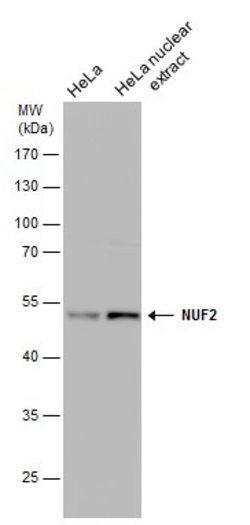Invitrogen NUF2 Monoclonal Antibody (GT644) 100 &mu;L; Unconjugated:Antibodies,