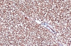 Invitrogen UCP1 Monoclonal Antibody (GT3111) 100 &mu;L; Unconjugated:Antibodies,
