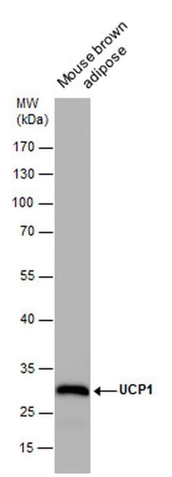 Invitrogen UCP1 Monoclonal Antibody (GT3111) 100 &mu;L; Unconjugated:Antibodies,