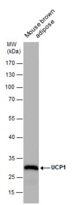 Invitrogen UCP1 Monoclonal Antibody (GT3111) 100 &mu;L; Unconjugated:Antibodies,