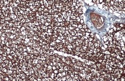 Invitrogen UCP1 Monoclonal Antibody (GT1345) 100 &mu;L; Unconjugated:Antibodies,