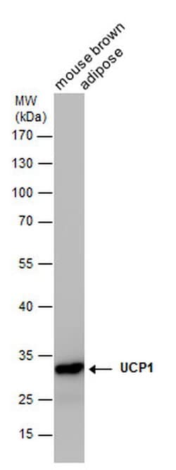 Invitrogen UCP1 Monoclonal Antibody (GT1345) 100 &mu;L; Unconjugated:Antibodies,