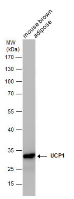 Invitrogen UCP1 Monoclonal Antibody (GT1345) 100 &mu;L; Unconjugated:Antibodies,
