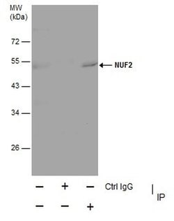 Invitrogen NUF2 Monoclonal Antibody (GT312) 100 &mu;L; Unconjugated:Antibodies,