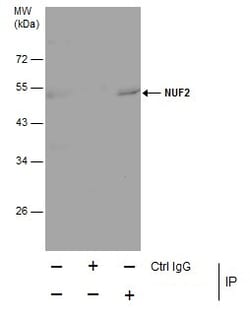 Invitrogen NUF2 Monoclonal Antibody (GT312) 100 &mu;L | Buy Online | Invitrogen&trade; | Fisher Scientific
