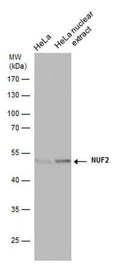 Invitrogen NUF2 Monoclonal Antibody (GT312) 100 &mu;L; Unconjugated:Antibodies,