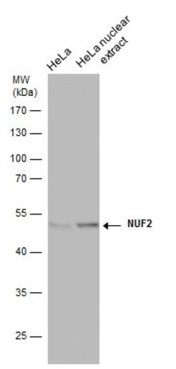Invitrogen NUF2 Monoclonal Antibody (GT312) 100 &mu;L; Unconjugated:Antibodies,