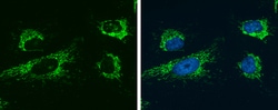 Invitrogen Glutaminase C (GAC) Monoclonal Antibody (GT1075) 100 &mu;L;
