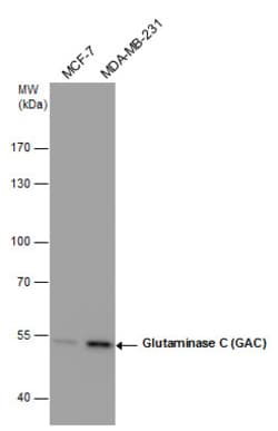 Invitrogen Glutaminase C (GAC) Monoclonal Antibody (GT1075) 100 &mu;L;