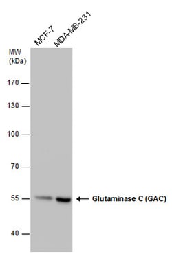 Invitrogen Glutaminase C (GAC) Monoclonal Antibody (GT3211) 100 &mu;L | Buy Online | Invitrogen&trade; | Fisher Scientific