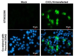 Invitrogen CXCL16 Monoclonal Antibody (GT5212) 100 &mu;L; Unconjugated:Antibodies,
