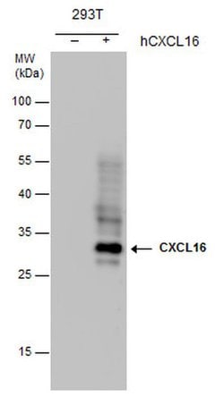 Invitrogen CXCL16 Monoclonal Antibody (GT5212) 100 &mu;L; Unconjugated:Antibodies,