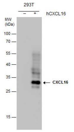 Invitrogen CXCL16 Monoclonal Antibody (GT5212) 100 &mu;L; Unconjugated:Antibodies,