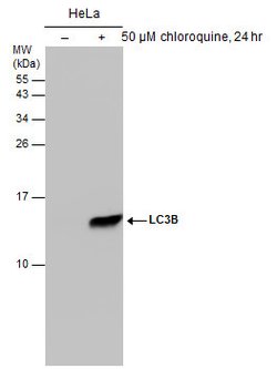 Invitrogen LC3B Monoclonal Antibody (GT3612) 100 &mu;L; Unconjugated:Antibodies,