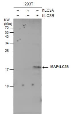 Invitrogen LC3B Monoclonal Antibody (GT3612) 100 &mu;L; Unconjugated:Antibodies,
