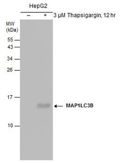 Invitrogen LC3B Monoclonal Antibody (GT3612) 100 &mu;L; Unconjugated:Antibodies,