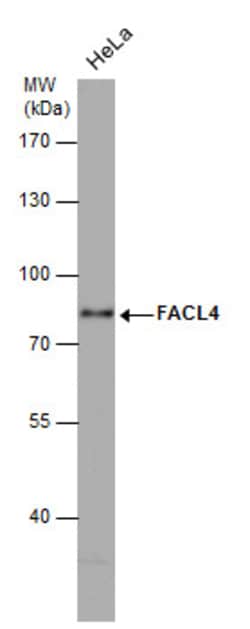Invitrogen ACSL4 Monoclonal Antibody (GT566) 100 &mu;L | Buy Online | Invitrogen&trade; | Fisher Scientific