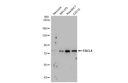 Invitrogen ACSL4 Monoclonal Antibody (GT566) 100 &mu;L | Buy Online | Invitrogen&trade; | Fisher Scientific