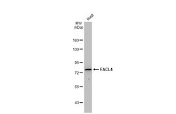 Invitrogen ACSL4 Monoclonal Antibody (GT566) 100 &mu;L | Buy Online | Invitrogen&trade; | Fisher Scientific