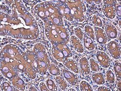 Invitrogen Filamin B Monoclonal Antibody (GT1282) 100 &mu;L; Unconjugated:Antibodies,