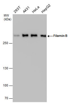 Invitrogen Filamin B Monoclonal Antibody (GT1282) 100 &mu;L; Unconjugated:Antibodies,