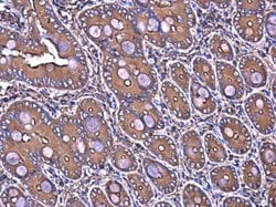 Invitrogen Filamin B Monoclonal Antibody (GT1282) 100 &mu;L; Unconjugated:Antibodies,
