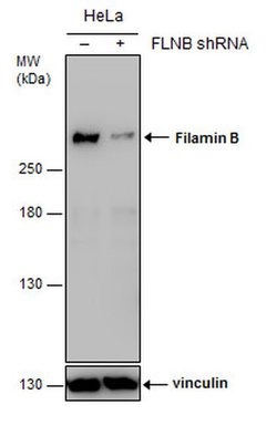 Invitrogen Filamin B Monoclonal Antibody (GT1282) 100 &mu;L; Unconjugated:Antibodies,